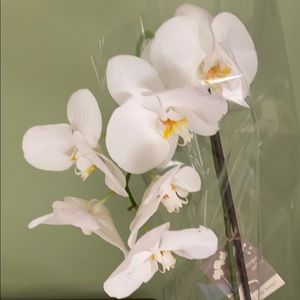 Meet your Posher, Barbara